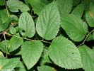 Leaves of Celtis tenuifolia