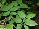 Leaves of Celtis tenuifolia
