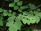 Leaves of Cladrastis kentukea