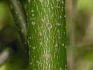 Bark of Cornus alternifolia