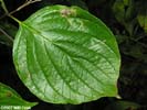 Leaf of Cornus asperifolia