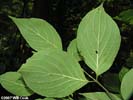 Leaves of Cornus asperifolia