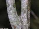 Bark of Cornus asperifolia