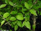 Leaves of Cornus asperifolia