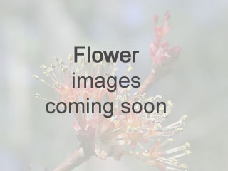 Flowers of Maclura pomifera
