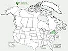 U.S. distribution of Cornus kousa
