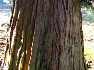Bark of Cunninghamia lanceolata