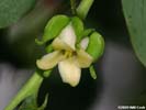 Flower of Diospyros virginiana