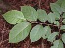 Leaves of Diospyros virginiana