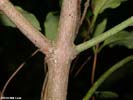 Twig of Euonymus atropurpureus