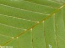Leaf underside of Fagus grandifolia