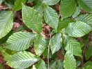 Leaves of Fagus grandifolia