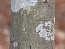 Bark of Fagus grandifolia