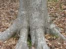 Bark of Fagus grandifolia
