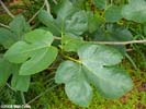 Leaves of Ficus carica