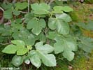 Leaves of Ficus carica