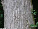 Bark of Fraxinus americana