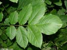 Leaves of Fraxinus americana