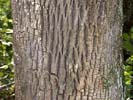 Bark of Fraxinus americana
