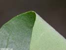 Leaf of Fraxinus profunda