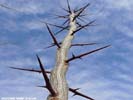 Thorns of Gleditsia triacanthos