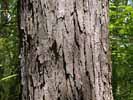 Bark of Gleditsia triacanthos