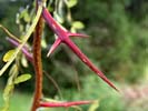 Thorns of Gleditsia triacanthos