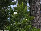 Flowers of Gordonia lasianthus