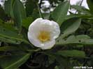 Flower of Gordonia lasianthus