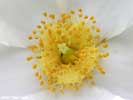 Flower of Gordonia lasianthus