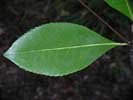Leaf of Gordonia lasianthus