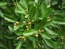 Fruits of Gordonia lasianthus