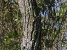 Bark of Gordonia lasianthus