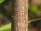 Bark of Gordonia lasianthus