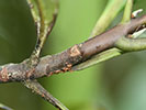 Leaf scar of Gordonia lasianthus