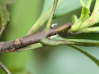 Twig of Gordonia lasianthus
