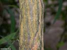 Bark of Halesia tetraptera