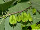 Fruits of Halesia tetraptera
