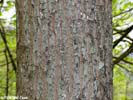 Bark of Halesia tetraptera