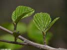 Leaves of Hamamelis virginiana