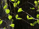 Leaves of Hamamelis virginiana