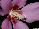 Flower of Hibiscus syriacus