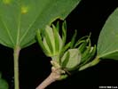 Flower buds of Hibiscus syriacus