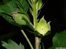 Flower buds of Hibiscus syriacus