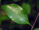 Leaf of Ilex coriacea