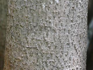 Bark of Ilex myrtifolia