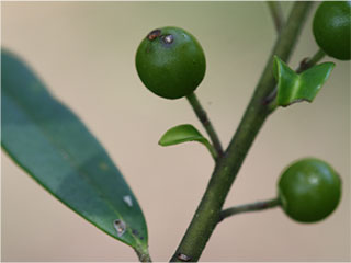 Fruit of Ilex myrtifolia
