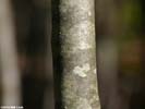 Bark of Ilex montana