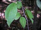 Leaves of Ilex montana