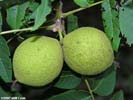 Fruits of Juglans nigra